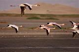 TANZANIA - Lake Natron - 052 fenicotteri rosa in volo